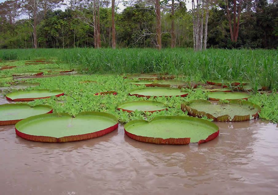 Lily pads